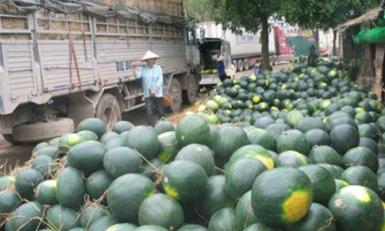 Giá dưa hấu Trung Quốc rẻ hơn Việt Nam