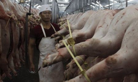 Người chăn nuôi heo đối phó với vòng truy xuất nguồn gốc