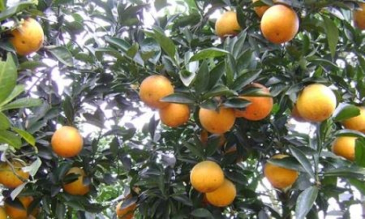 Nâng tầm cam Vinh bằng cách dán tem