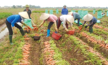HTX Đức Chính nâng tầm nông sản an toàn gắn với chuỗi giá trị