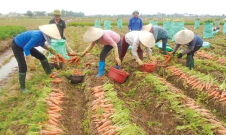 HTX Đức Chính nâng tầm nông sản an toàn gắn với chuỗi giá trị