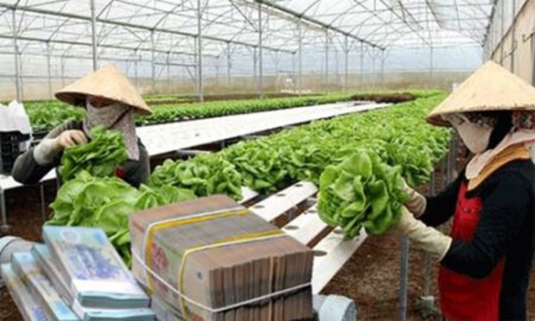 Tắc “dòng chảy” tín dụng nông nghiệp công nghệ cao