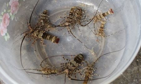 Ngư dân Ninh Thuận trúng “lộc biển” tôm hùm đầu năm