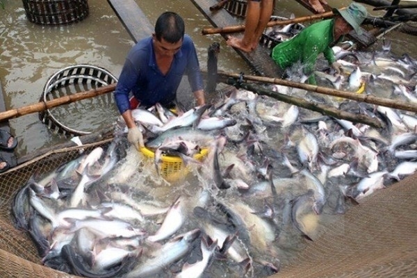 FSIS thông báo sẽ tổ chức thanh tra thực tế tại Việt Nam về cá da trơn