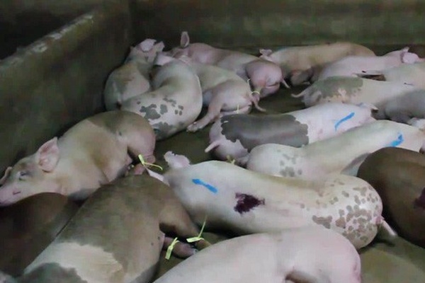 Hiện trường vụ việc bị phát hiện