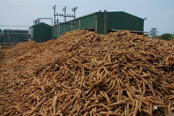 Giá sắn xuất khẩu tăng