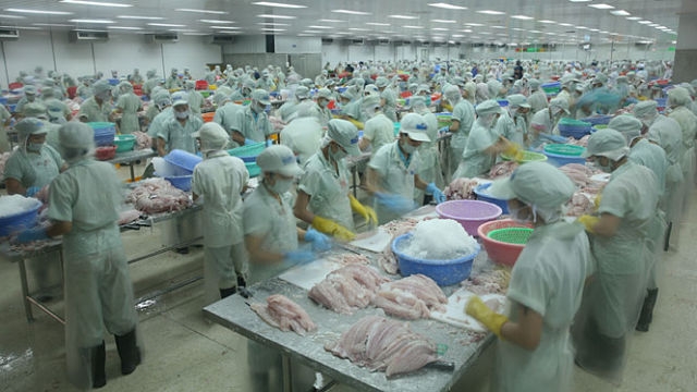 Cá da trơn (cá tra) của Việt Nam đủ điều kiện tiếp tục xuất khẩu vào Mỹ