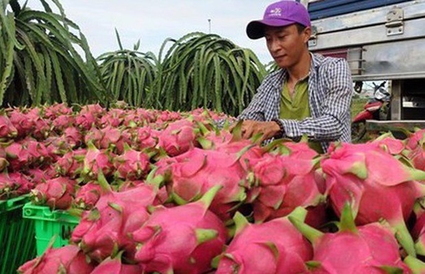 Từ 1/4/2018, xuất khẩu hoa quả sang Trung Quốc sẽ bị truy xuất nguồn gốc