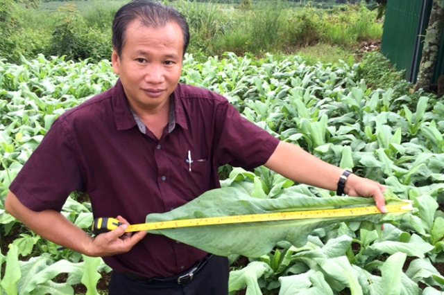 Ông Đỗ Thanh Phương bên vùng nguyên liệu bồ công anh.