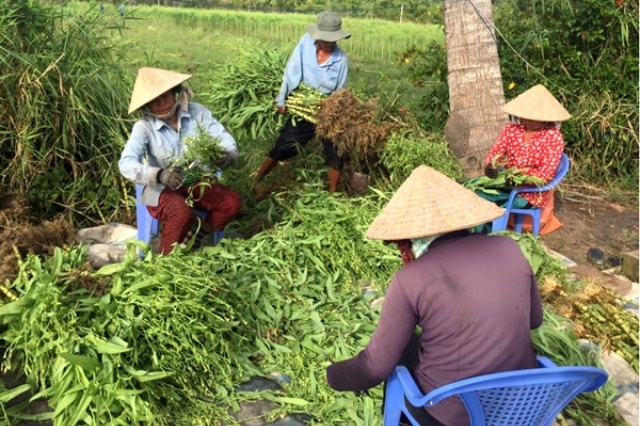Nông dân đang thu hoạch bồ công anh trước khi đưa về nhà máy chế biến.