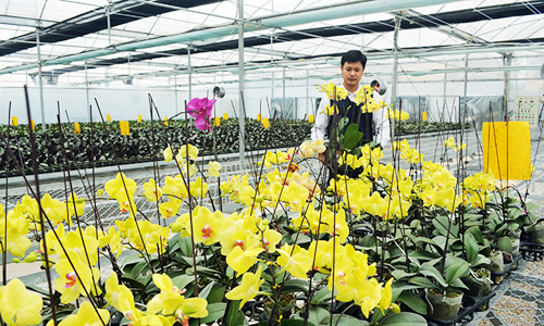 Khu trồng Lan Hồ Điệp của HTX