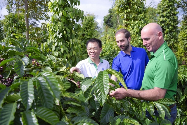 Chuyên gia quốc tế và PVFCCo tại vườn cà phê sử dụng NPK hóa chất
