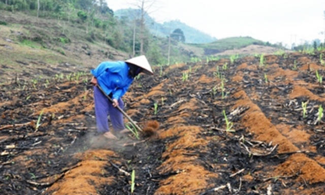 Thành viên của THT chăm sóc diện tích mía mới trồng