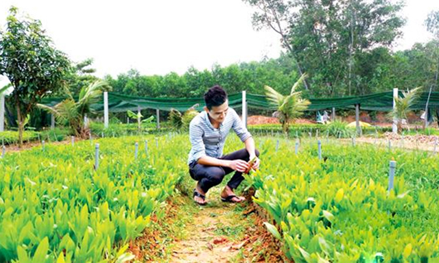 HTX Đoàn Kết có doanh thu khá từ cung ứng keo lai ra thị trường