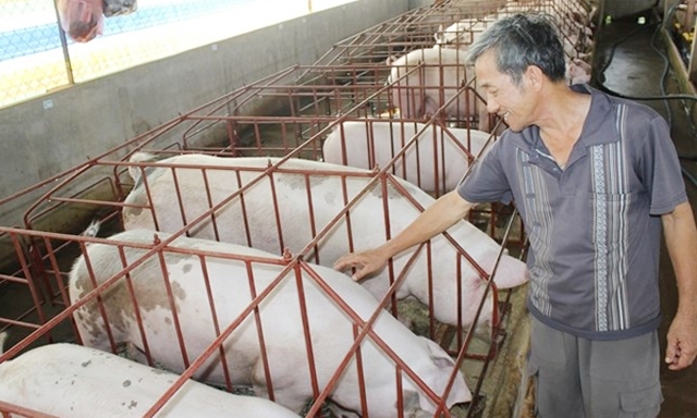 HTX được đánh giá là đơn vị sản xuất con heo giống tốt nhất nước