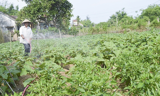 Phát triển kinh tế vườn ở Gio Linh