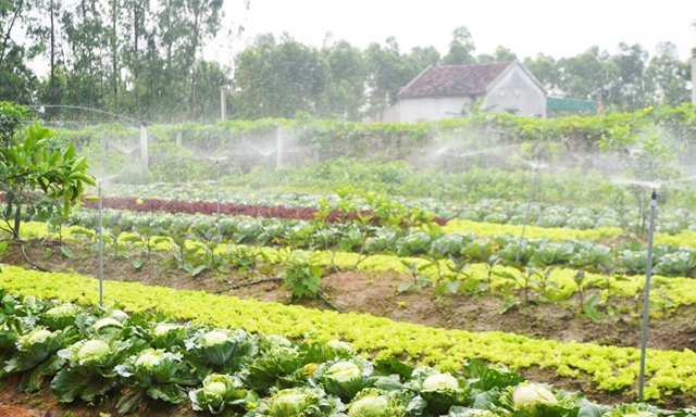 [Caption]Một vườn mẫu ở Hồng Lĩnh (Vượng Lộc, Can Lộc) cho thu nhập hơn 300 triệu đồng/năm