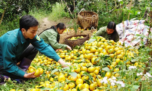 [Caption]Mô hình trồng quýt VietGAP của HTX Đại Hà
