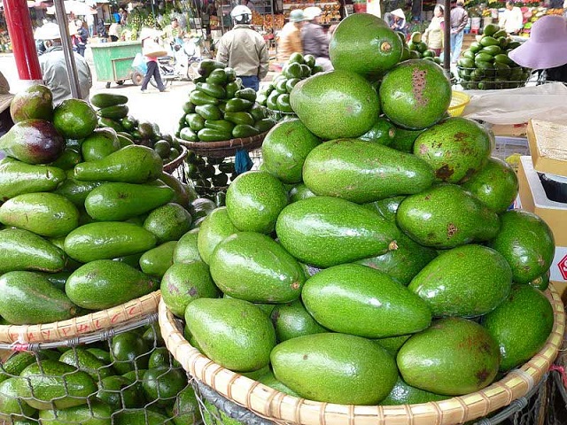 Trồng bơ trái vụ giúp nâng cao giá trị quả bơ