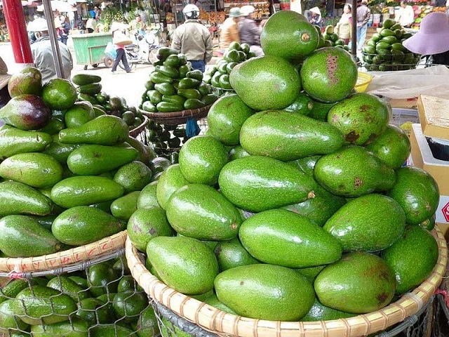 Trồng bơ trái vụ giúp nâng cao giá trị quả bơ