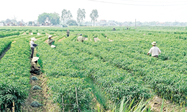 Các HTX ở Thái Bình cần tìm đối tác DN trong chuỗi giá trị nông sản