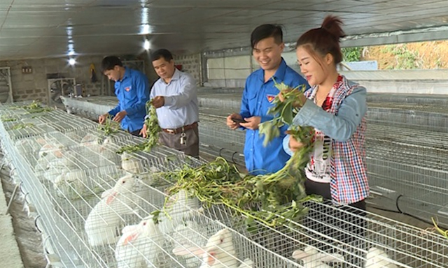 Khu trại nuôi thỏ thương phẩm của HTX