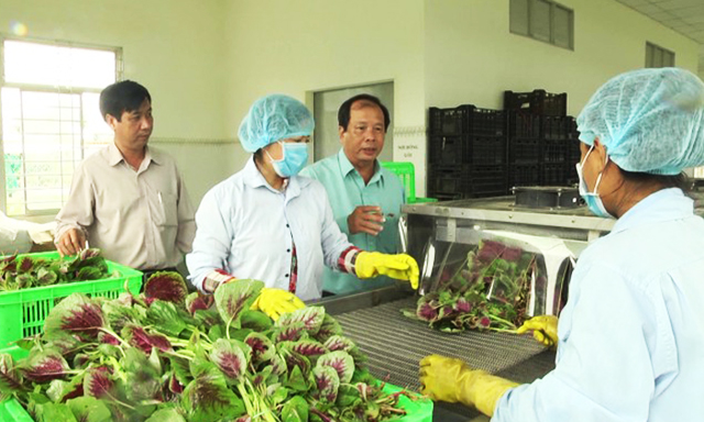 Công đoạn sơ chế và đóng gói hiện đại của HTX