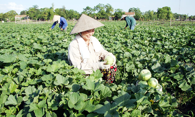 Vùng trồng dưa lê VietGAP của HTX