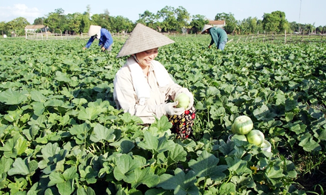Vùng trồng dưa lê VietGAP của HTX