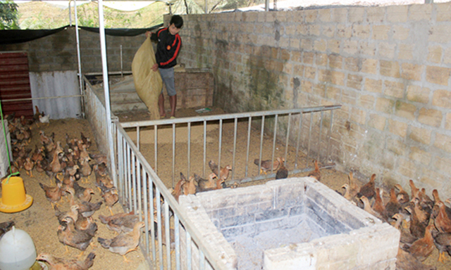 Anh Giang Hồng Xuyên, thành viên HTX chăm sóc đàn gà