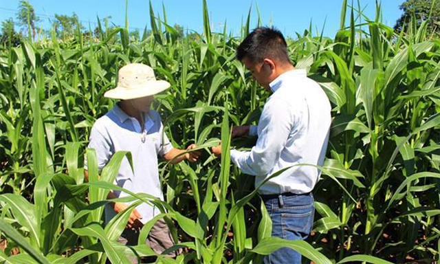 Thu nhập của thành viên được nâng cao nhờ trồng ngô sinh khối