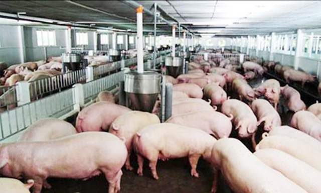 Giá lợn hơi đang tăng chóng mặt theo từng ngày
