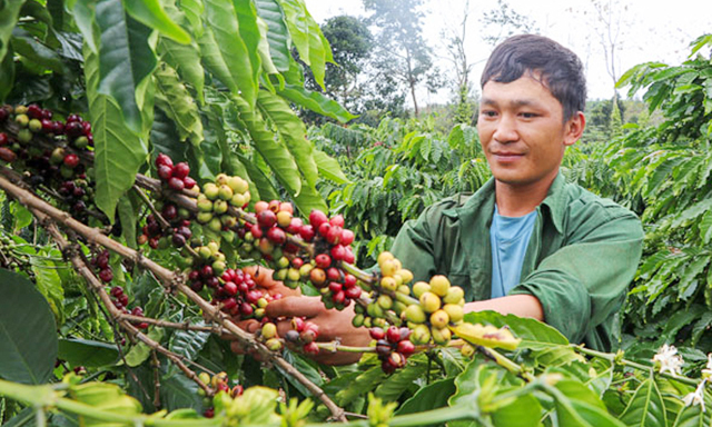 Người dân xã Ea Nam thu hoạch cà phê