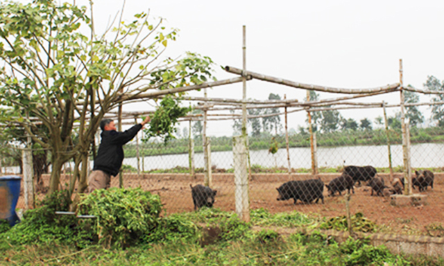 Một trang trại tổng hợp ở xã Giao Hà, mỗi năm doanh thu đạt 2 tỷ đồng
