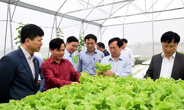 Đoàn công tác tham quan mô hình rau sạch của HTX Nam Anh