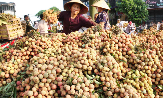 Làm sao để XK chính ngạch sang thị trường Trung Quốc vẫn là câu hỏi làm “đau đầu” cho cả nhà quản lý và doanh nghiệp