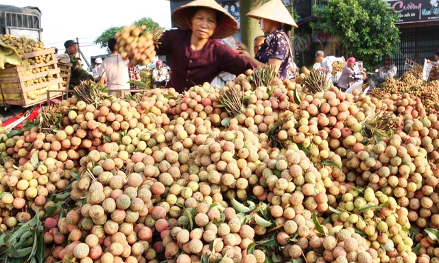 Làm sao để XK chính ngạch sang thị trường Trung Quốc vẫn là câu hỏi làm “đau đầu” cho cả nhà quản lý và doanh nghiệp