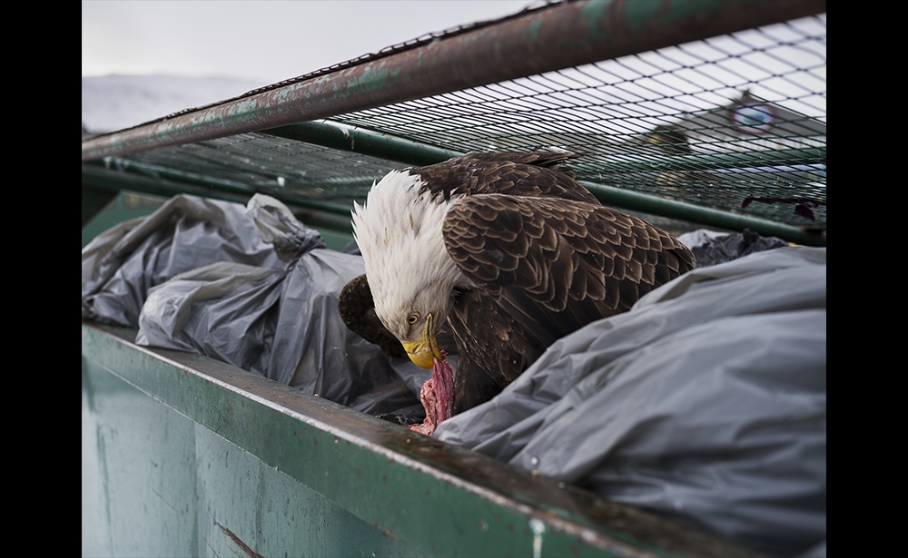 Giải nhất chủ đề Khoảnh khắc thiên nhiên (hạng mục ảnh đơn) Nhiếp ảnh gia người Mỹ Corey Arnold đã giành được giải nhất trong thể loại Khoảnh khắc thiên nhiên với bức ảnh chụp một con đại bàng hoàng đế đang ăn thịt thừa trong thùng rác của một siêu thị ở Dutch Harbor, Alaska(Mỹ). (Ảnh: Corey Arnold)