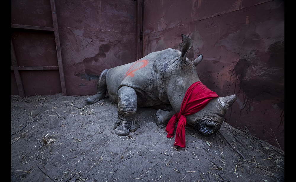 Giải nhất chủ đề Môi trường (hạng mục ảnh đơn) Nhiếp ảnh gia người Nam Phi Neil Aldridge đã được vinh danh cho bức ảnh chụp ở Botswana. Trong bức ảnh Đang chờ tự do, một con tê giác trắng con đang chờ được thả tự do về vùng đồng bằng Okavango. (Ảnh: Neil Aldridge)