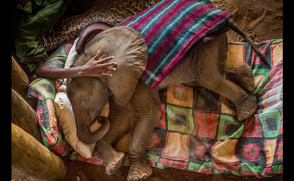 Giải nhất chủ đề Khoảnh khắc thiên nhiên (hạng mục ảnh bộ) Nhiếp ảnh gia người Mỹ Ami Vitale đã được vinh danh cho loạt ảnh được thực hiện cho tạp chí Địa lý Quốc gia. Trong ảnh, một con voi con được thu thập tại Khu bảo tồn Voi Reteti, ở phía bắc Kenya. (Nguồn: Ami Vitale cho Địa lý Quốc gia)