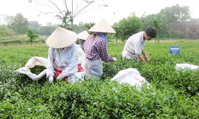 Dồn lực phát triển HTX nông nghiệp