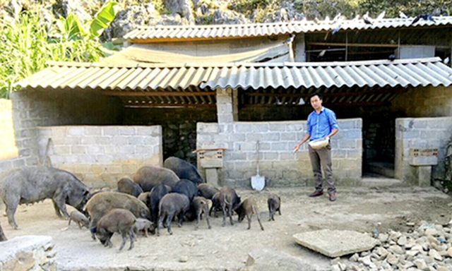 Giống lợn đen Lũng Pù được HTX chú trọng phát triển chăn nuôi hàng hóa