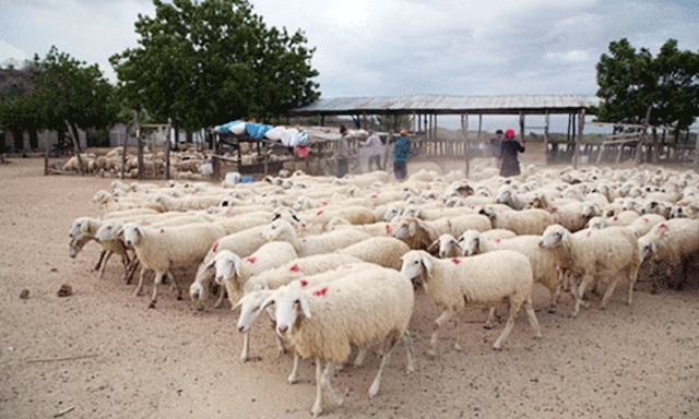 HTX đang phát triển đúng hướng với chăn nuôi cừu