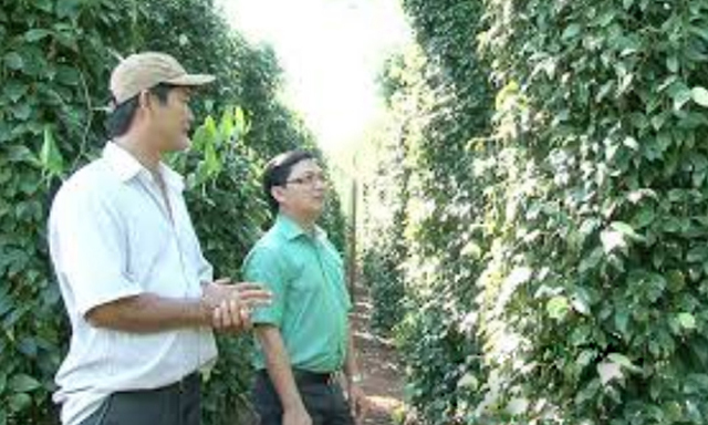 Mô hình sản xuất tiêu sạch tại HTX tiêu sạch Hưng Phước