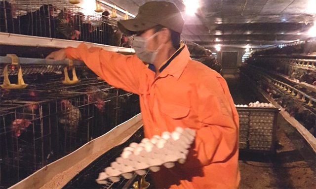 Mỗi ngày HTX thu được 6.000 - 7.000 quả trứng