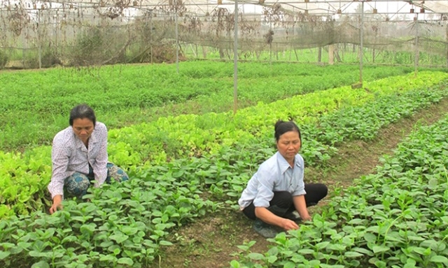 Vùng rau an toàn của HTX