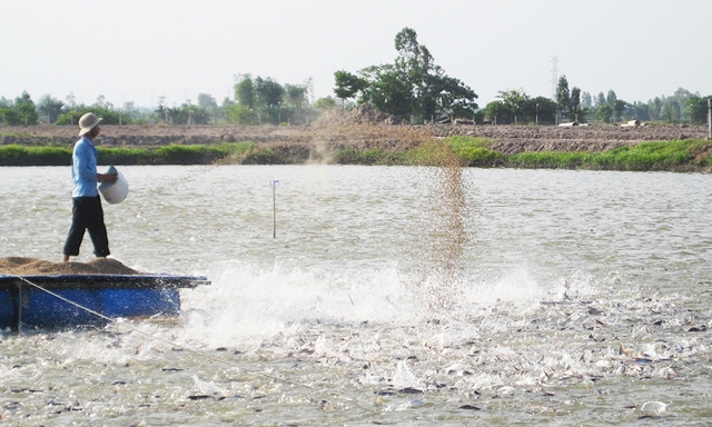 Sản lượng nuôi cá tra của ĐBSCL trong 4 tháng đầu năm nay ước đạt 373.400 tấn, tăng 8% so với cùng kỳ.