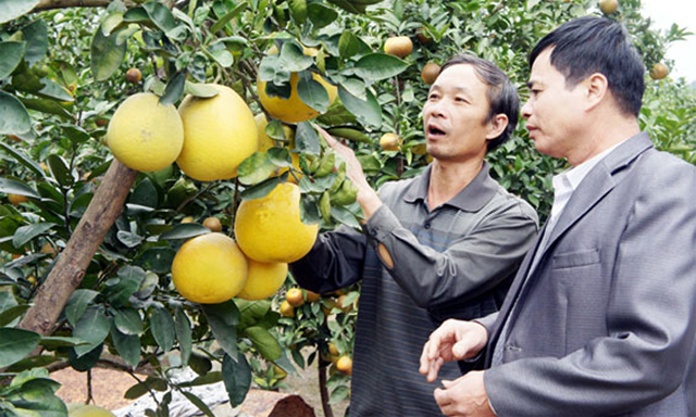 Vườn bưởi của một thành viên HTX