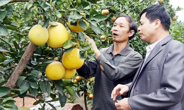 Vườn bưởi của một thành viên HTX