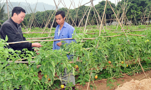 Khu vực HTX tại Lào Cai đang cho thấy những chuyển biến tích cực